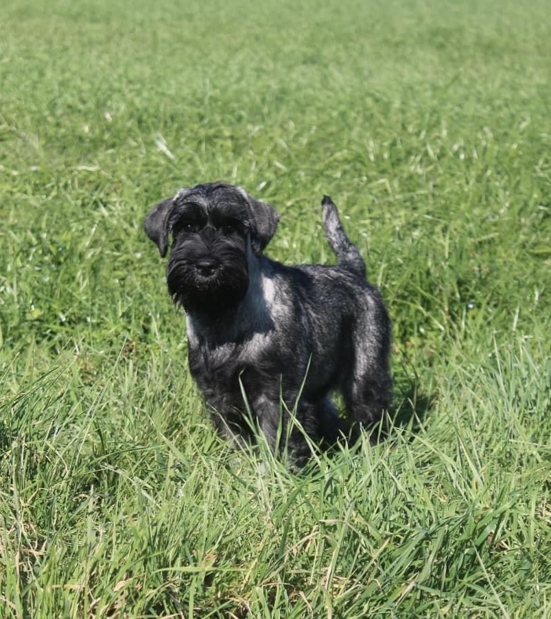 Chiot schnauzer