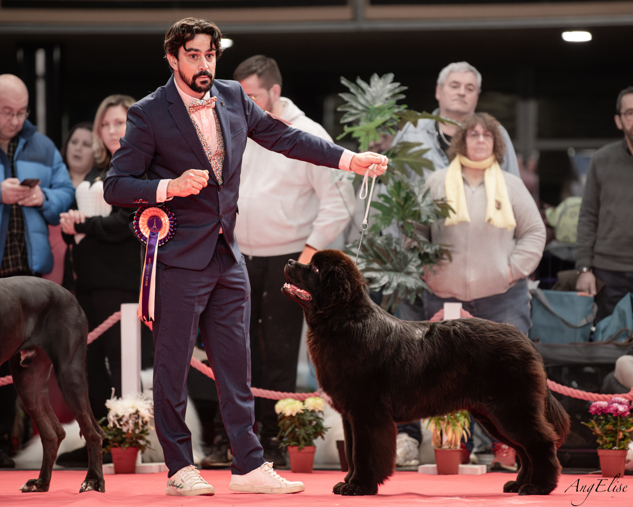 Exposition Paris Dog Show 2024
